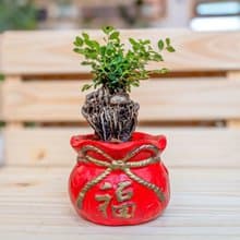 榆樹聚寶盆 桌上型室內植物推薦 室內植物 觀葉植物  禮物