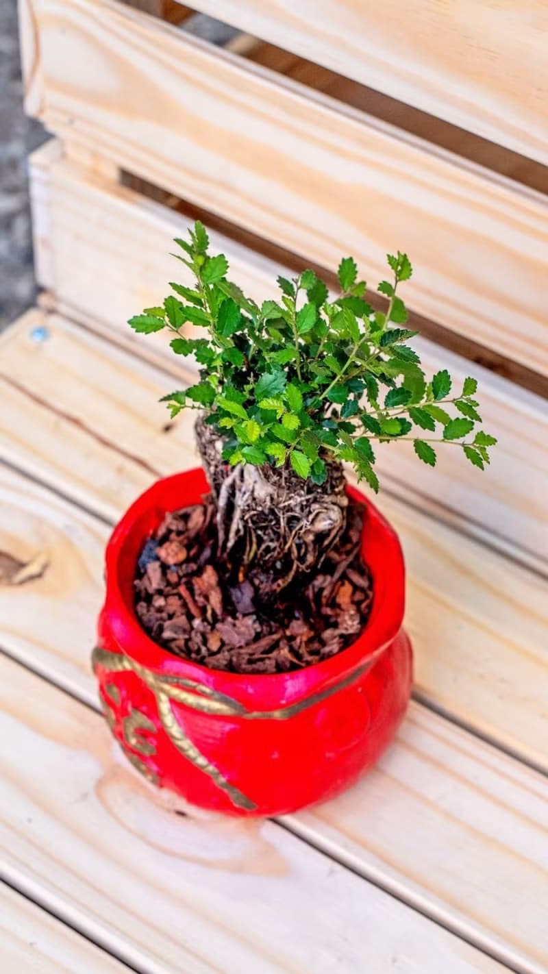 榆樹聚寶盆 桌上型室內植物推薦 室內植物 觀葉植物  禮物