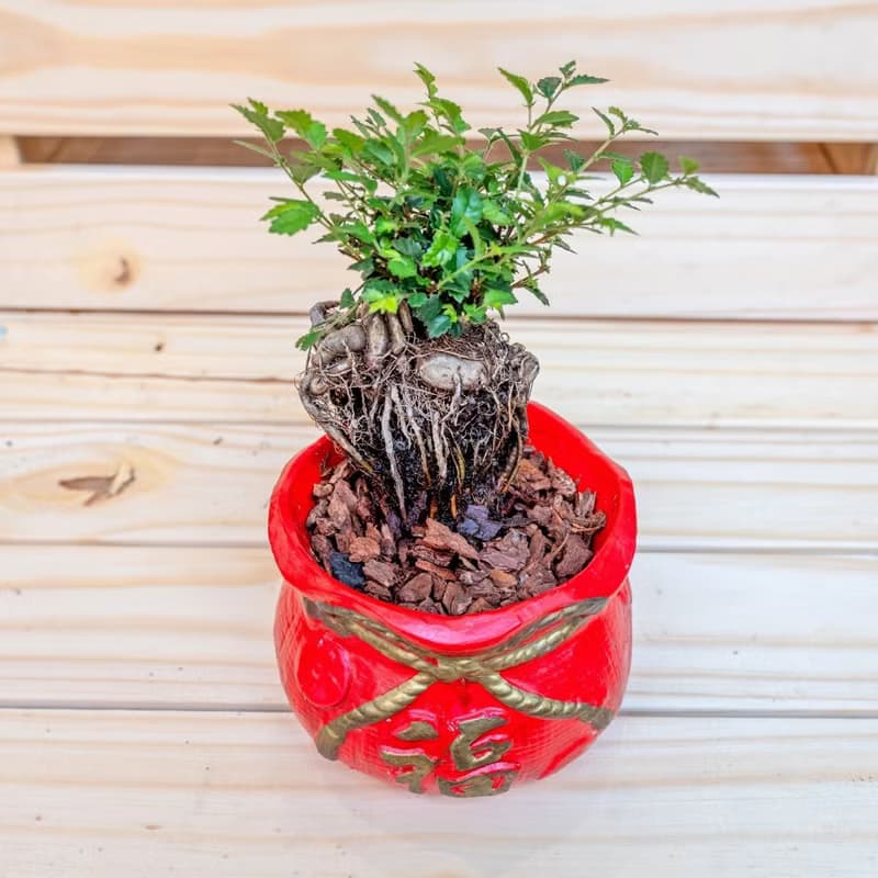 榆樹聚寶盆 桌上型室內植物推薦 室內植物 觀葉植物  禮物