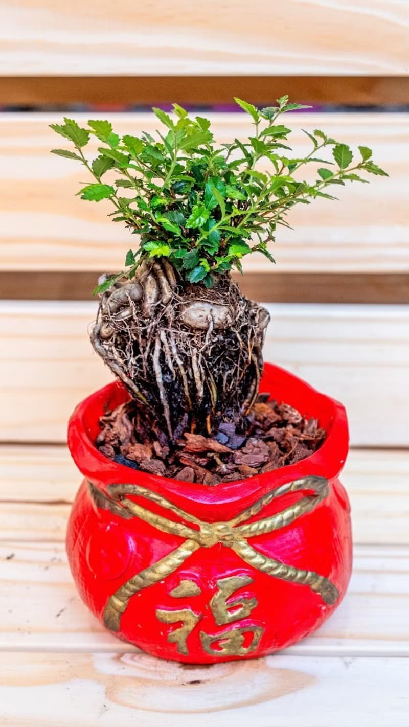 榆樹聚寶盆 桌上型室內植物推薦 室內植物 觀葉植物  禮物