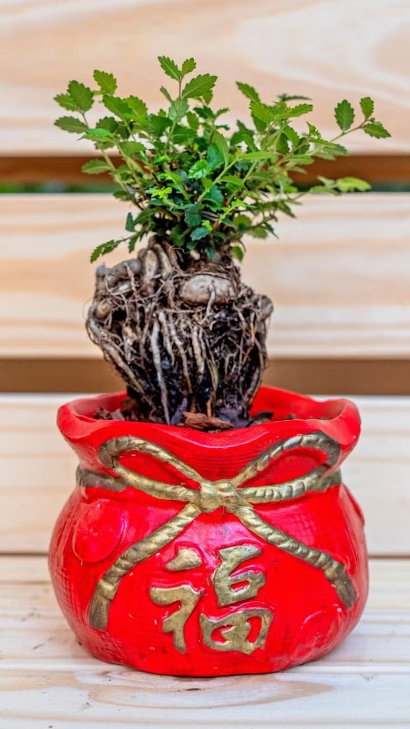 榆樹聚寶盆 桌上型室內植物推薦 室內植物 觀葉植物  禮物