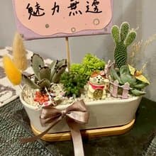招福貓 福來 貓 台中多肉組盆 多肉植物 植栽送禮 生日 日本decol