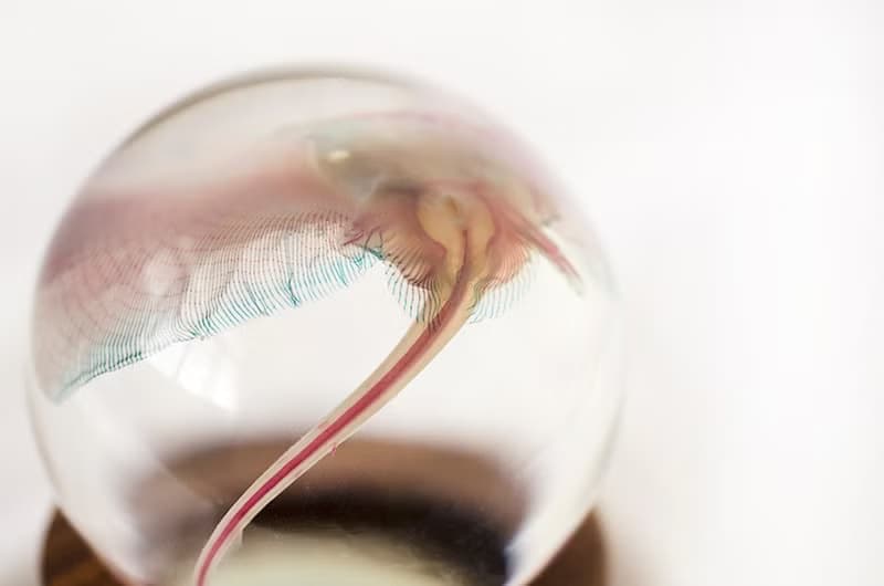 透明標本 魟魚水晶球 實木調 經典款
