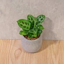 貓熊竹芋 桌上型水泥盆栽 觀葉植物 禮物 盆栽 交換禮物 植物