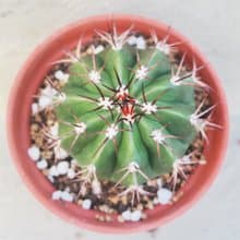 【荳荳多肉】【翠雲】喬遷│送禮│升遷│多肉植物