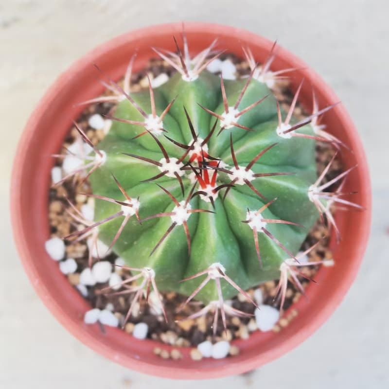 【荳荳多肉】【翠雲】喬遷│送禮│升遷│多肉植物