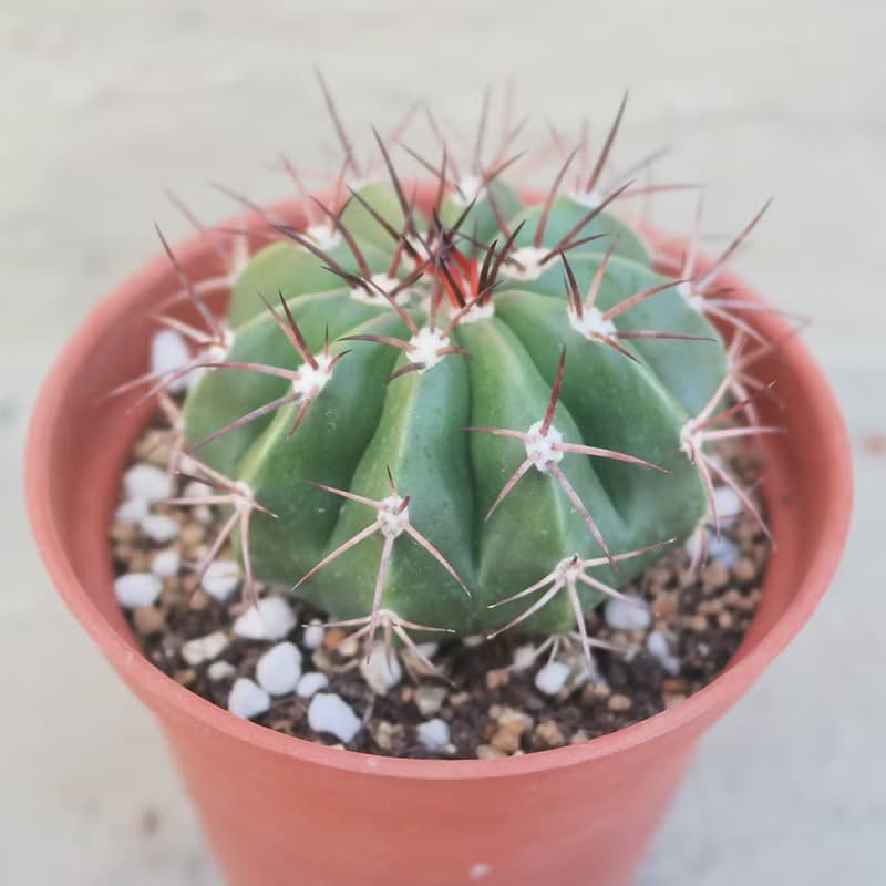 【荳荳多肉】【翠雲】喬遷│送禮│升遷│多肉植物