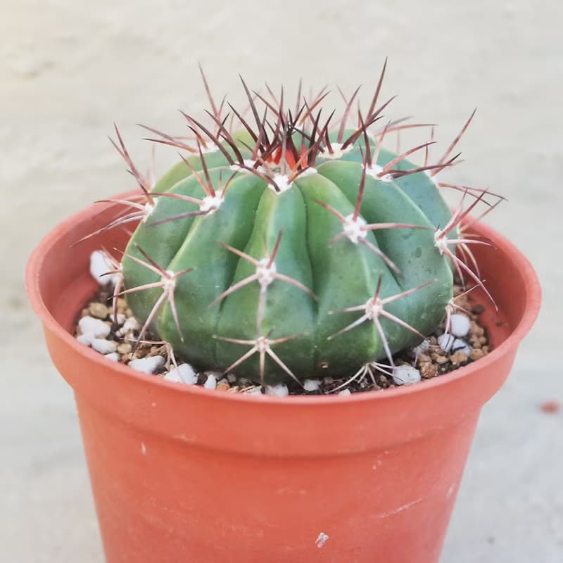 【荳荳多肉】【翠雲】喬遷│送禮│升遷│多肉植物