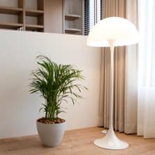 【室內盆栽】黃椰子盆栽 開幕盆栽 盆栽送禮 升遷送禮 企業送禮