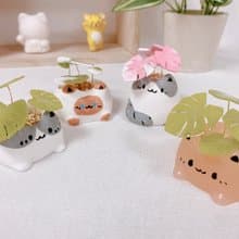 植喵系列 龜背芋喵   擴香桌面小植栽