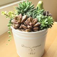 (盆栽) 停在風景裡 Stuck in the Moment 組盆多肉植物含小鳥花插