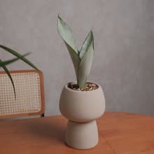 銀后虎尾蘭/室內植物/淨化空氣