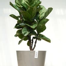 琴葉榕│有植 Yuzhi