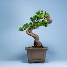 【空間擺設】禪意盆栽 送禮推薦 雅緻盆栽