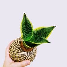 虎紋金邊虎尾蘭苔球│室內植物│陽台植物│觀葉植物