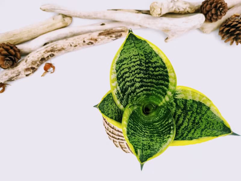 虎紋金邊虎尾蘭苔球│室內植物│陽台植物│觀葉植物