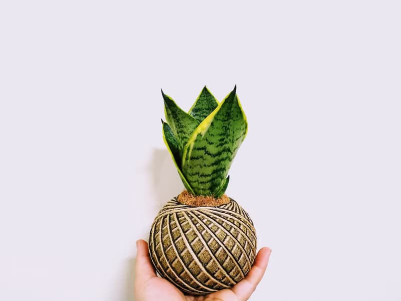 虎紋金邊虎尾蘭苔球│室內植物│陽台植物│觀葉植物