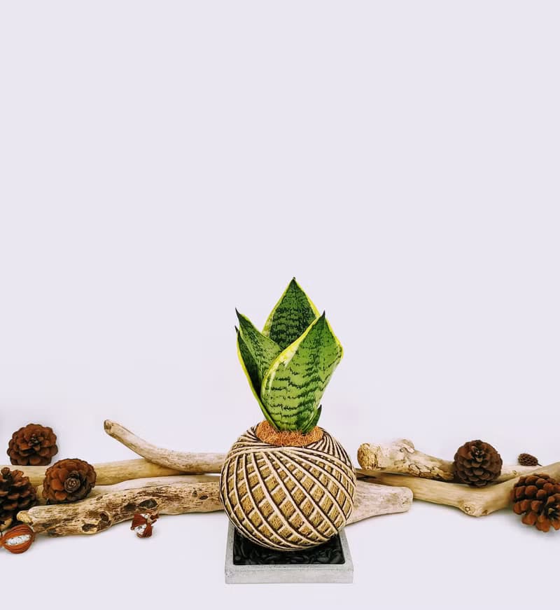 虎紋金邊虎尾蘭苔球│室內植物│陽台植物│觀葉植物