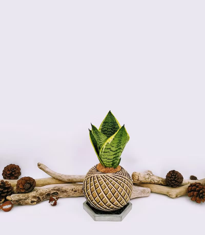 虎紋金邊虎尾蘭苔球│室內植物│陽台植物│觀葉植物