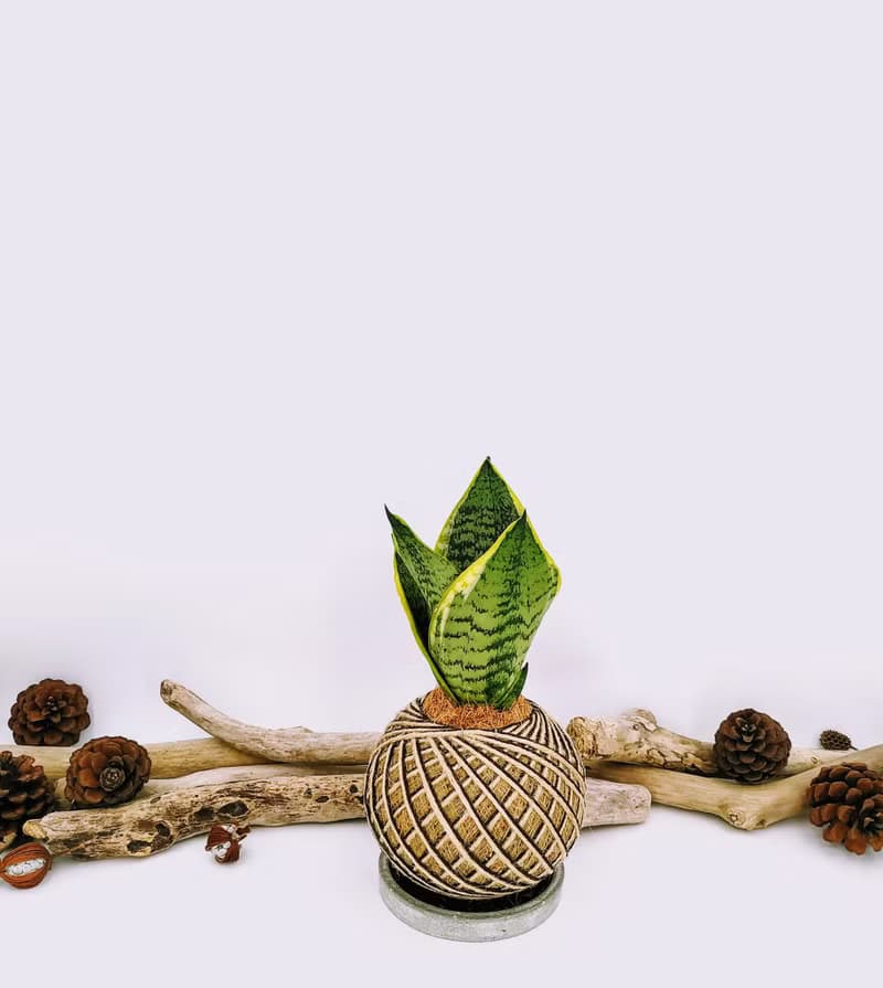 虎紋金邊虎尾蘭苔球│室內植物│陽台植物│觀葉植物