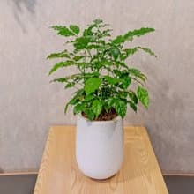 旺旺樹 發財樹 白水滴磨石盆栽 開幕花盆 觀葉植物 居家裝飾