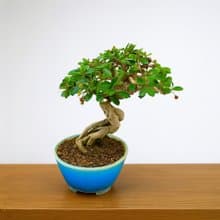 小品盆栽・福建茶