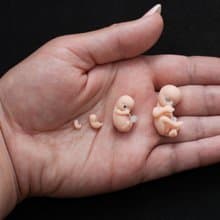 Set of 4 pcs, 1st trimester of pregnancy, figurines of intrauterine embryos,