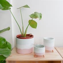 初泥 true nii | 彩顏水泥盆(6吋盆) -小草櫻花