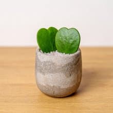 心葉毬蘭 桌上型水泥盆栽 觀葉植物 禮物 盆栽 交換禮物