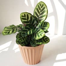 植栽 盆栽 l 孔雀竹芋(中盆) 燈罩造型紅陶  時尚滿棚  室內植物