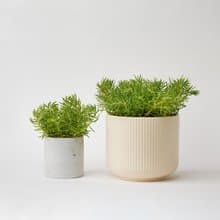 黃金松葉景天 | 日照小天后 越曬越茂密 多肉植物 盆栽