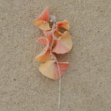 Six star耳環/漸層款 樹脂 耳夾 夾式耳環 花 925銀 婚禮飾品