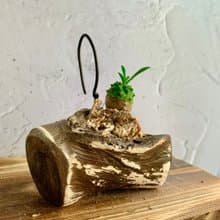 手工木作設計 盆栽擺飾 多肉植物 峨嵋山