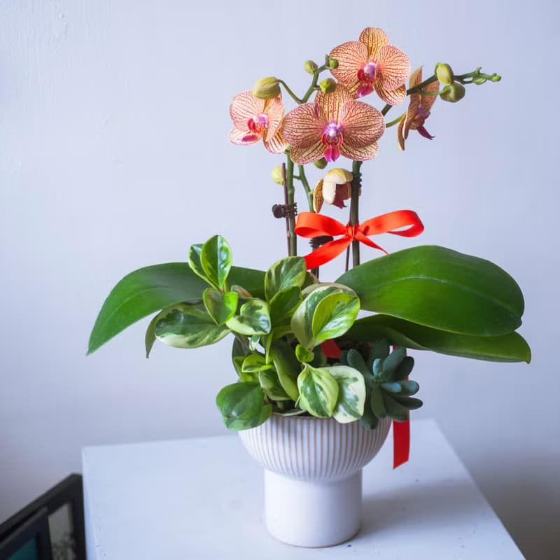 網紋蘭花高腳盆栽 | 榮升 | 開幕送禮 | 居家佈置