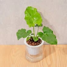 小天使蔓綠絨 免澆水盆栽 室內植物 觀葉植物  禮物 辦公室小物