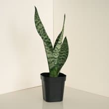 Zeylanica 綠紋虎尾蘭