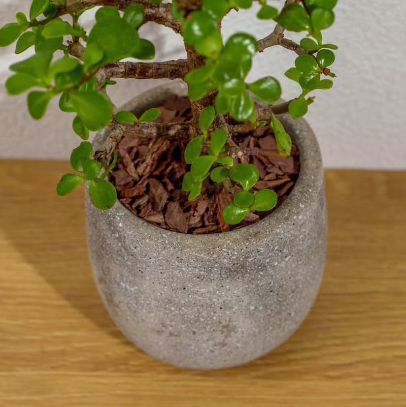 銀杏木 桌上型水泥盆栽 觀葉植物 禮物 盆栽 交換禮物 辦公室小物