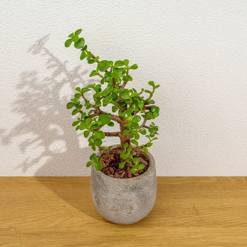 銀杏木 桌上型水泥盆栽 觀葉植物 禮物 盆栽 交換禮物 辦公室小物