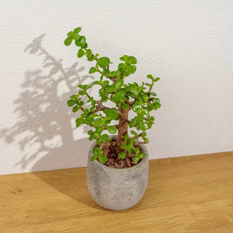銀杏木 桌上型水泥盆栽 觀葉植物 禮物 盆栽 交換禮物 辦公室小物
