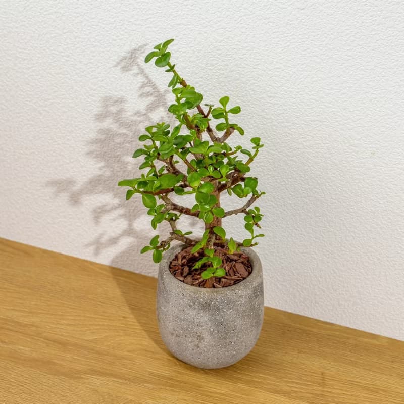 銀杏木 桌上型水泥盆栽 觀葉植物 禮物 盆栽 交換禮物 辦公室小物