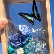 擷取天空。西洋情人節禮物。父親節。永生蝴蝶花園。永生玫瑰。