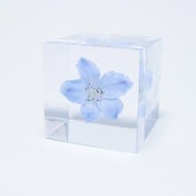 Sola cube 翠雀花立方塊_高貴、給你幸福