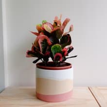 初泥 true nii | 彩顏水泥盆(6吋盆) -夏日陽光