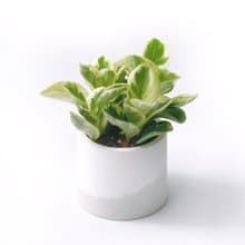 (預購)白灰漸層系列 | 乳斑椒草 室內植栽 圓形雙色水泥觀葉盆栽