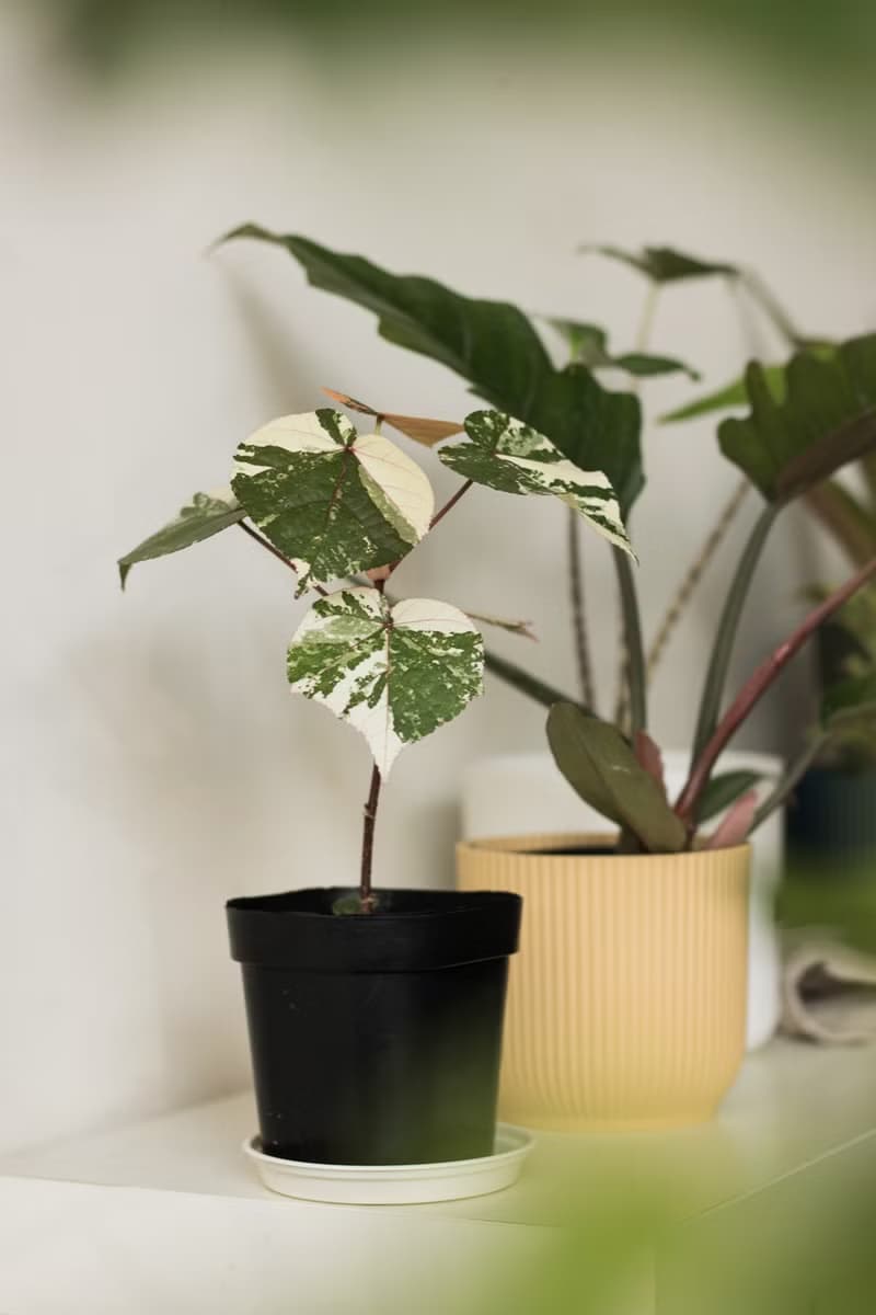 Variegated 斑葉黃槿