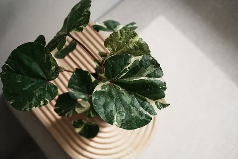 Variegated 斑葉黃槿