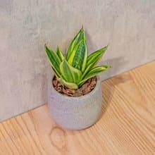 黃金虎尾蘭 桌上型水泥盆栽 觀葉植物 禮物 盆栽 交換禮物 植物