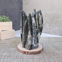 直角石化石座 直角石擺件 附擺放原木片