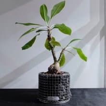 可重複裝填蛇籠圓盆