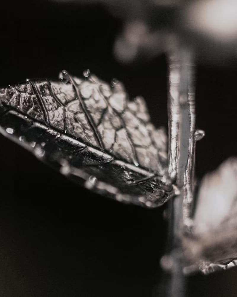 玫瑰花